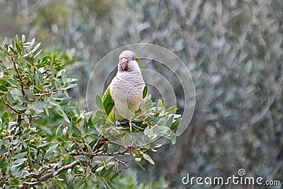 Wild Monk parakeet on a tree Stock Photo