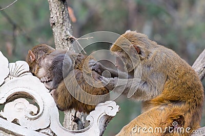 Wild monkey Stock Photo