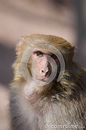 Wild monkey Stock Photo