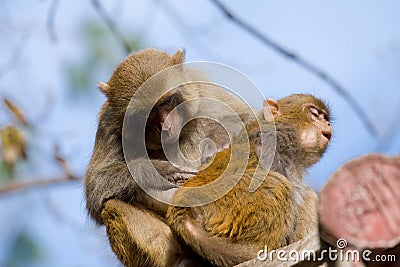 Wild monkey Stock Photo