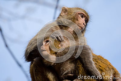 Wild monkey Stock Photo