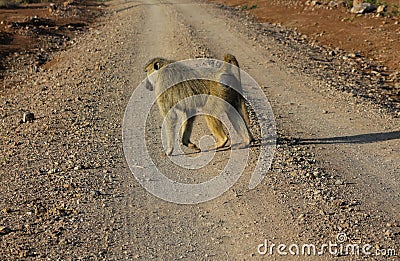 Baboon walks on road, Monkey in Africa wildlife Stock Photo