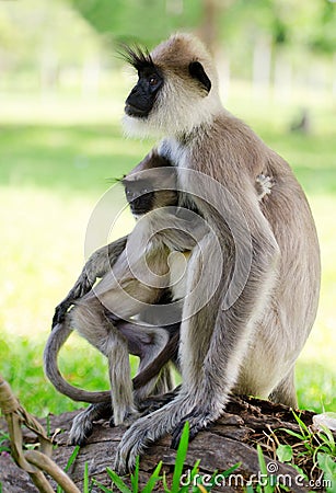 Wild monkey with baby Stock Photo