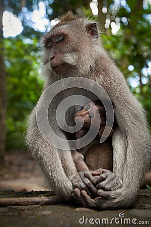 A wild Monkey on Bali Stock Photo