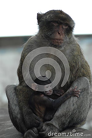 Closeup photo with a wild monkey and its baby - the Barbary macaque population in Gibraltar, Spain Stock Photo