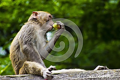 Wild Monkey Eating Fruit Stock Photo