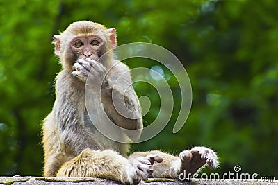 Wild Monkey Eating Fruit Stock Photo