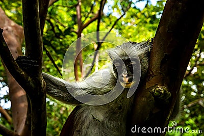 Wild monkey in the jungle in Africa Stock Photo