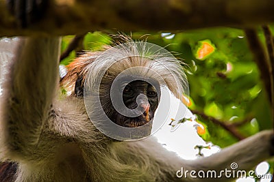 Wild monkey in the jungle in Africa Stock Photo