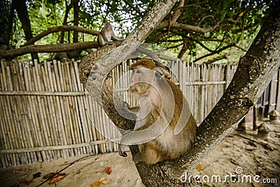 Wild monkey from the jungle, Krabi, Thailand Stock Photo