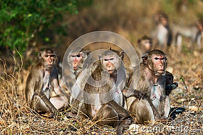 Wild monkey life Stock Photo