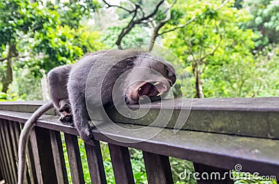 Wild monkey rest on the fence in Monkey Forest Park Stock Photo