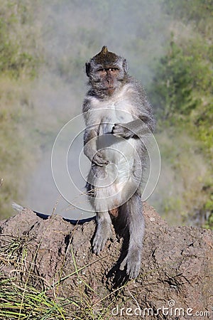 Wild monkey at the top of the Batur volcano in Bali, Indonesia Stock Photo