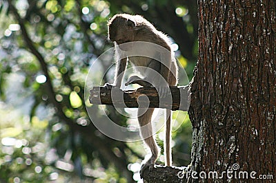 Jumping monkey Stock Photo