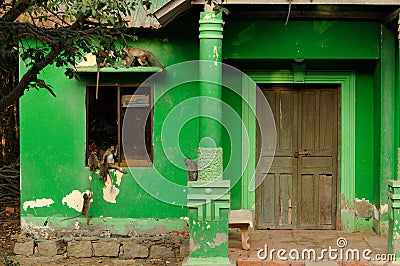 Wild monkeys on a green house Stock Photo