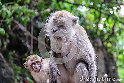 Wild monkeys in kuala lumpur; Malaysia Stock Photo