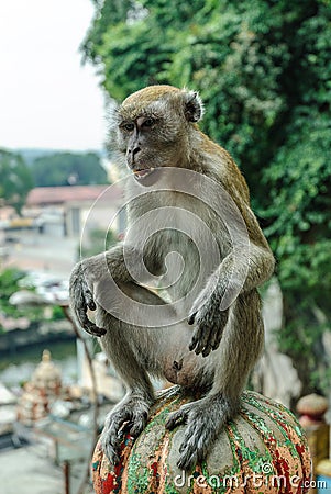 Wild monkeys in kuala lumpur; Malaysia Stock Photo