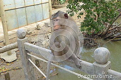 Wild monkeys on monkey island Stock Photo