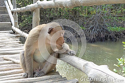 Wild monkeys on monkey island Stock Photo