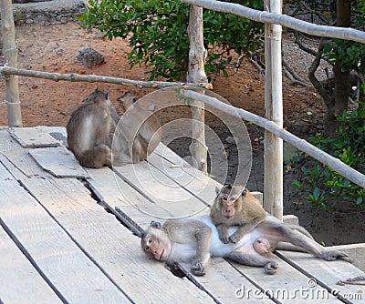 Wild monkeys on monkey island Stock Photo