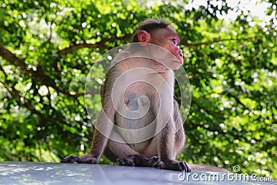 Wild Monkeys near Thekkady, Kerala, India Stock Photo