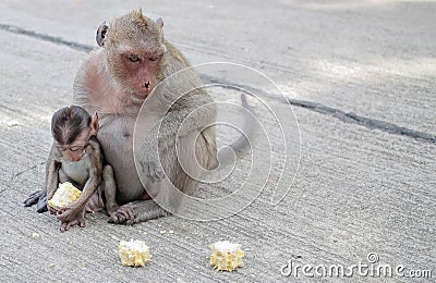 Wild monkeys on the streets Stock Photo