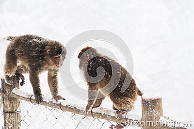 Wild monkeys in the winter Stock Photo