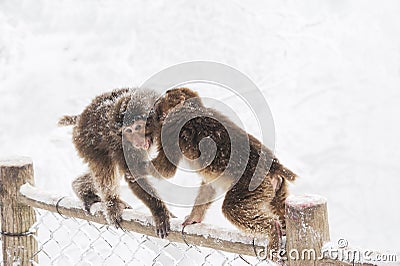 Wild monkeys in the winter Stock Photo