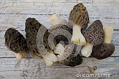 Wild Morels Just Picked Stock Photo