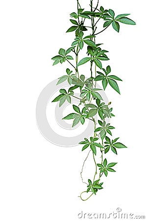 Wild morning glory climbing vine hanging with palmate green leaves and budding flower isolated on white background, clipping path Stock Photo