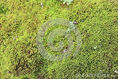 Wild moss that grows in nature. Stock Photo