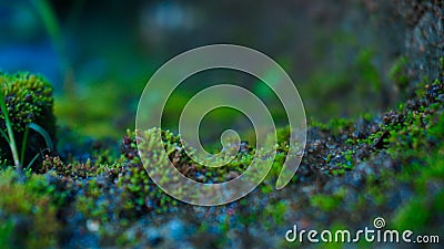 Wild moss plants in tropical areas Stock Photo