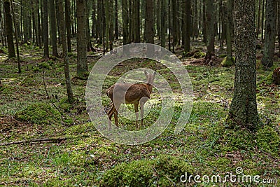 A wild mouflon in the forest stands at the edge, a young animal with horns. Stock Photo