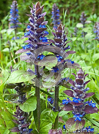 Wild mountain flowers Stock Photo