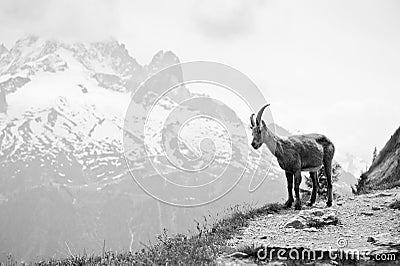 Wild mountain goat - Capra ibex Stock Photo