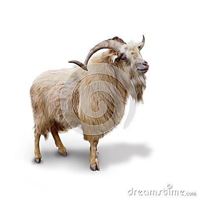 Wild mountain goat Isolated over white background Stock Photo