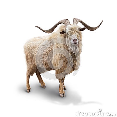 Wild mountain goat Isolated on the white background Stock Photo