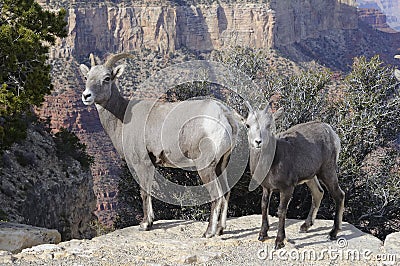 Wild mountain goats Stock Photo