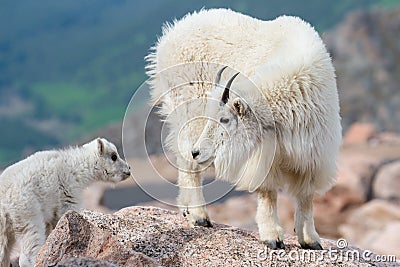 Wild Mountain Goats of the Colorado Rocky Mountains Stock Photo