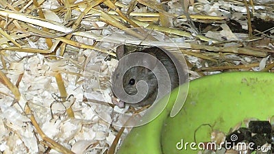 House mouse Mus musculus Stock Photo