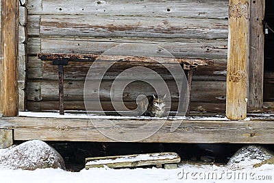 Wild multicolor tabby cat. A homeless cat sits on a wooden bench against the background of an old log wooden house. Stock Photo