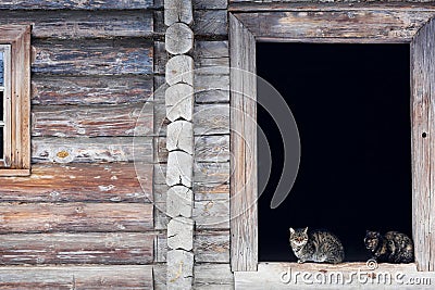 Wild multicolor tabby cat. A homeless cat sits on a wooden bench against the background of an old log wooden house. Stock Photo