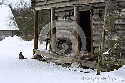 Wild multicolor tabby cat. A homeless cat sits on a wooden bench against the background of an old log wooden house. Stock Photo