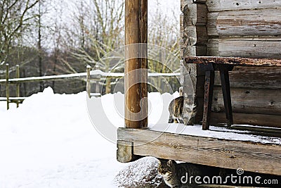 Wild multicolor tabby cat. A homeless cat sits on a wooden bench against the background of an old log wooden house. Stock Photo