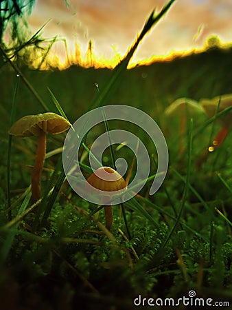 Wild mushroom Stock Photo