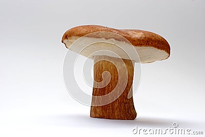 Wild Mushroom Stock Photo