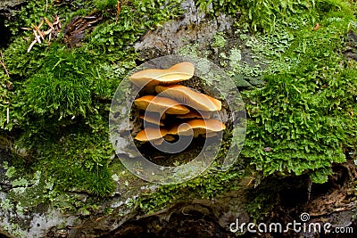 Wild Mushroom Stock Photo