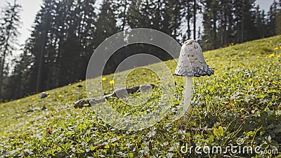 Wild Mushroom Stock Photo