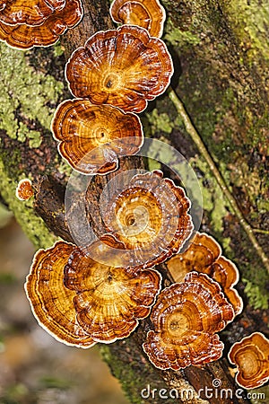 Wild Mushroom, Sinharaja National Park Rain Forest, Sri Lanka Stock Photo