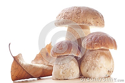 Wild Mushrooms Stock Photo